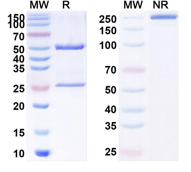 Human CD227/MUC1 (AR20.5) Antibody - SDS-PAGE