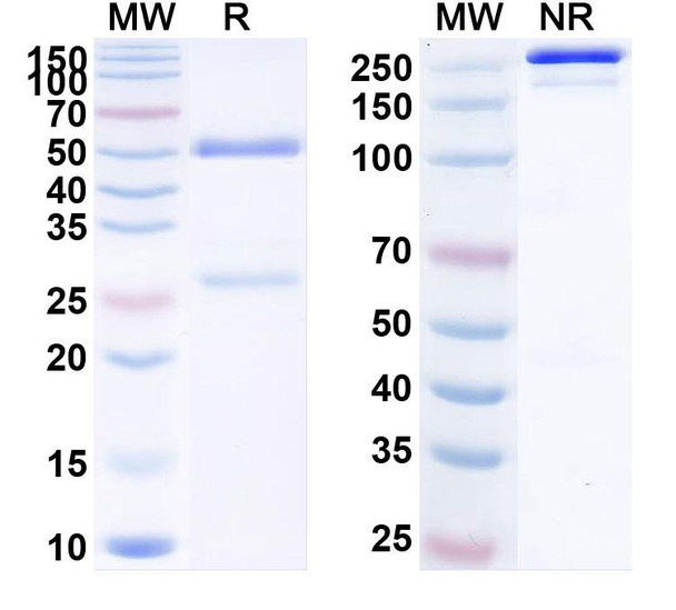 Human PCSK9 (GM-0023) Antibody - SDS-PAGE