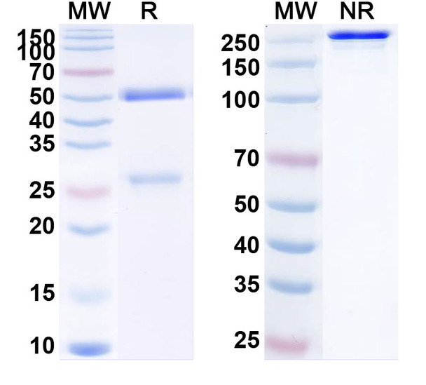 Human PCSK9 (RG7652) Antibody - SDS-PAGE