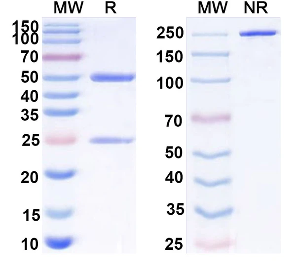 Human CD279/PDCD1/PD1 (CC-90006) Antibody - SDS-PAGE