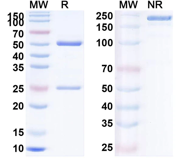 Human CD279/PDCD1/PD1 (BAT1306) Antibody - SDS-PAGE