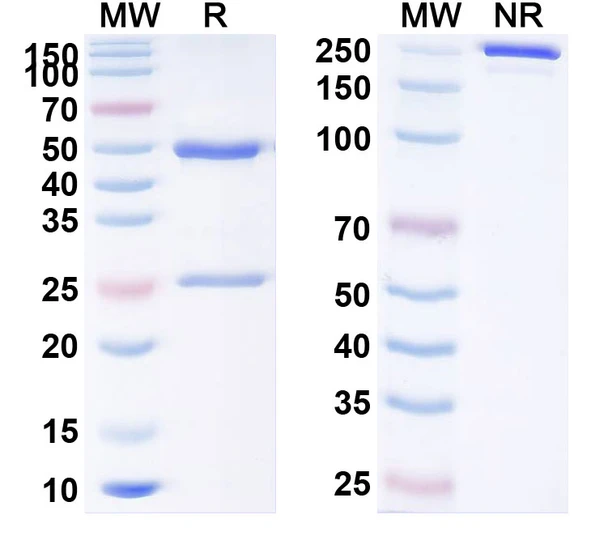 Human CD279/PDCD1/PD1 (Sym021) Antibody - SDS-PAGE