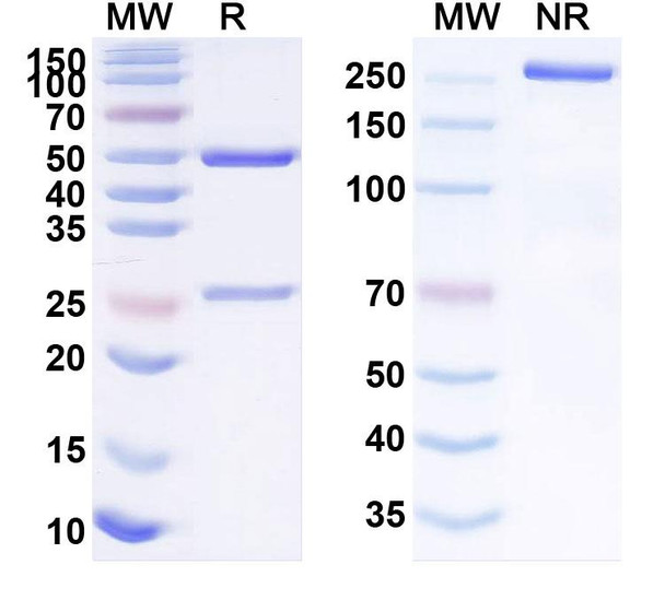Human TACSTD2/TROP2 (BAT0806) Antibody - SDS-PAGE