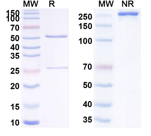 Human CD71/TFRC (INA01) Antibody - SDS-PAGE