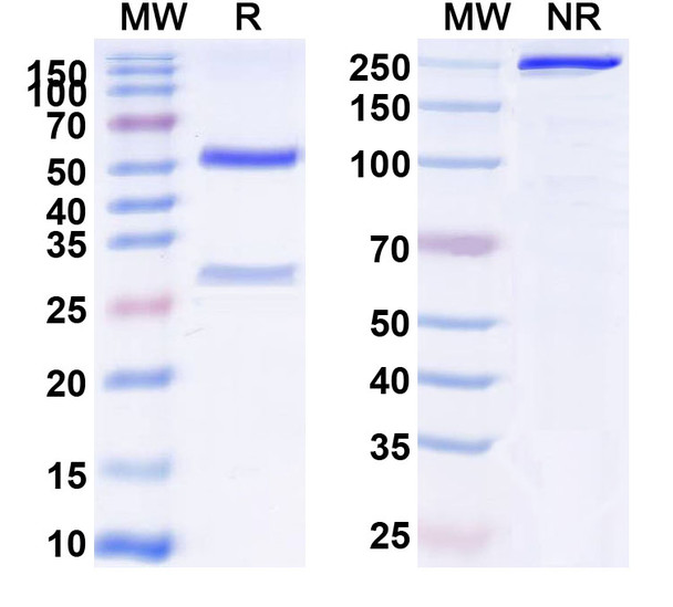 Human CD71/TFRC (AbGn-107) Antibody - SDS-PAGE