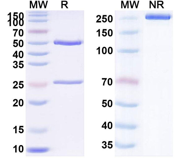 Human TIGIT (BAT-6005) Antibody - SDS-PAGE