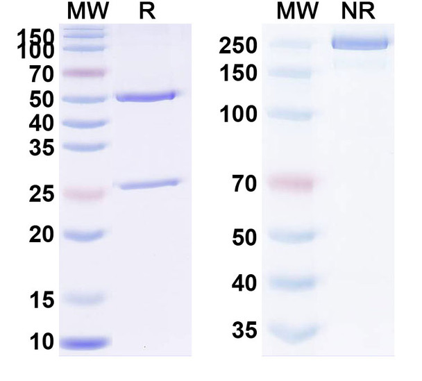 Human TNFa/TNF-alpha (BOW050) Antibody - SDS-PAGE
