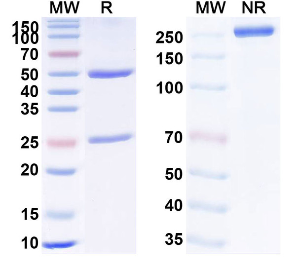 Human TNFa/TNF-alpha (ND009) Antibody - SDS-PAGE
