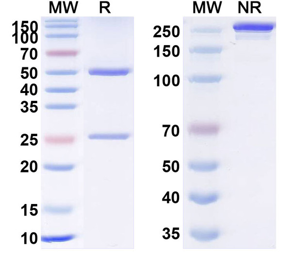 Human TNFa/TNF-alpha (TA_101) Antibody - SDS-PAGE