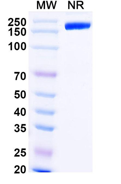 Dalutrafusp Alfa (Research-Grade) - SDS-PAGE