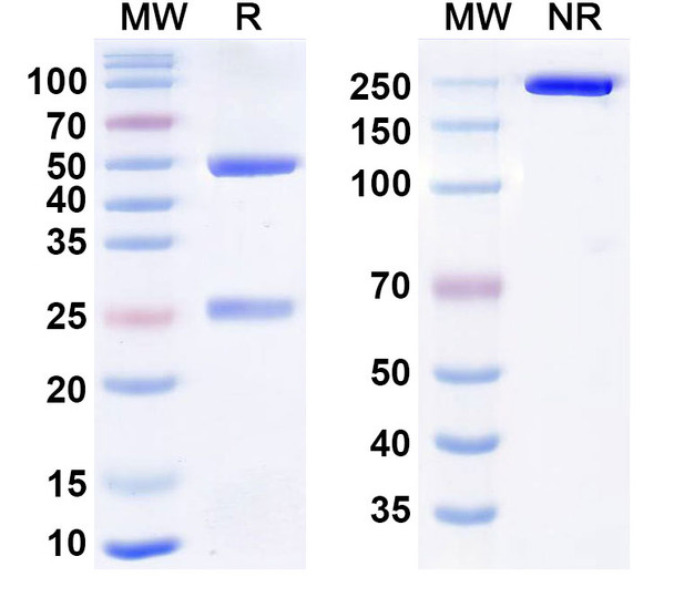 Human CD73/NT5E Antibody (IPH5301) - SDS-PAGE