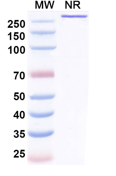 Benmelstobart Antibody - SDS-PAGE