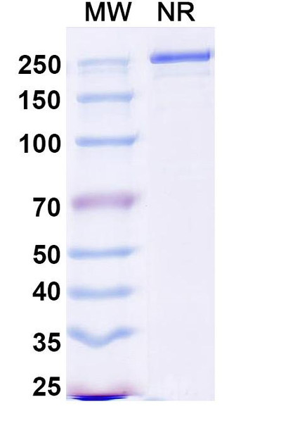 Duvakitug Antibody - SDS-PAGE