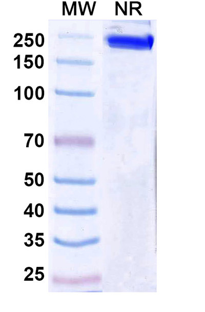 Ersodetug Antibody - SDS-PAGE