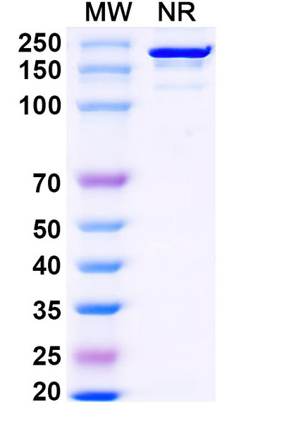 Falbikitug Antibody - SDS-PAGE