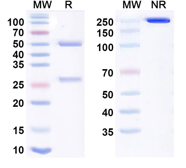 Oloctinebart Antibody - SDS-PAGE