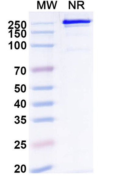 Remternetug Antibody - SDS-PAGE