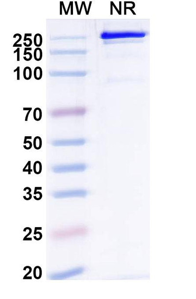 Remternetug Antibody - SDS-PAGE