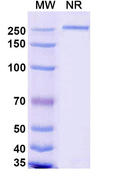 Renvistobart Antibody - SDS-PAGE