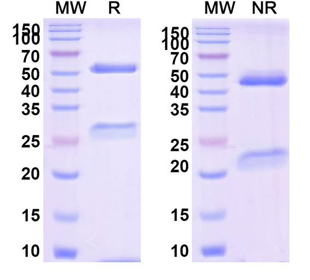 Tegoprubart Antibody - SDS-PAGE