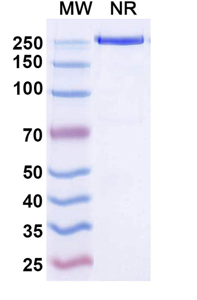 Temtokibart Antibody - SDS-PAGE
