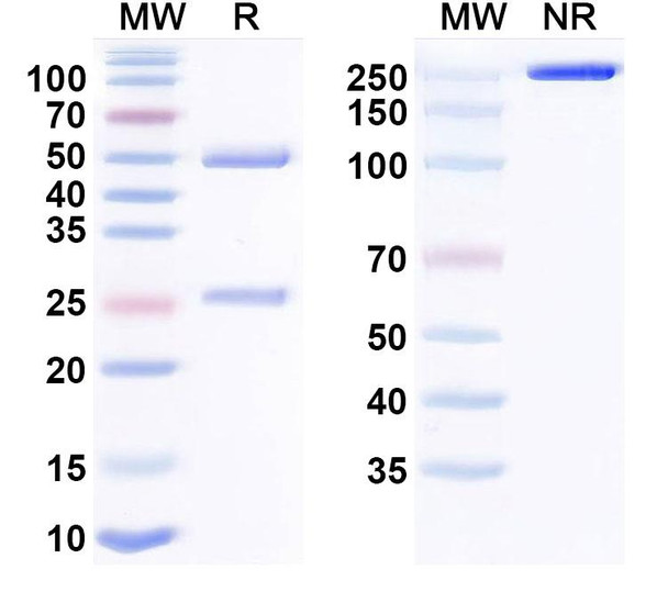 Trabikibart Antibody - SDS-PAGE