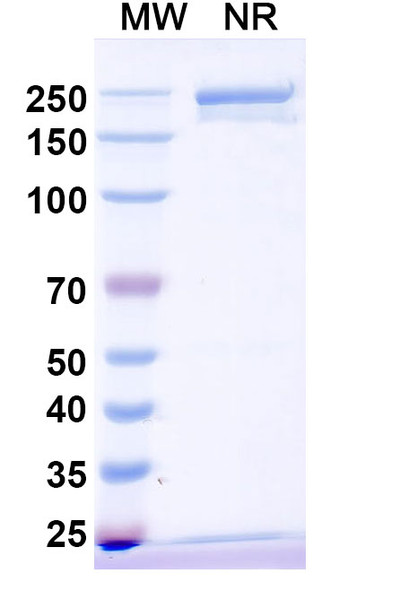 Vamikibart Antibody - SDS-PAGE