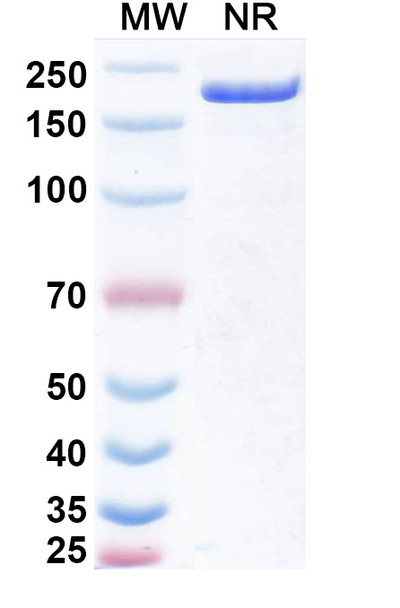 Obertamig (Research-Grade) - SDS-PAGE
