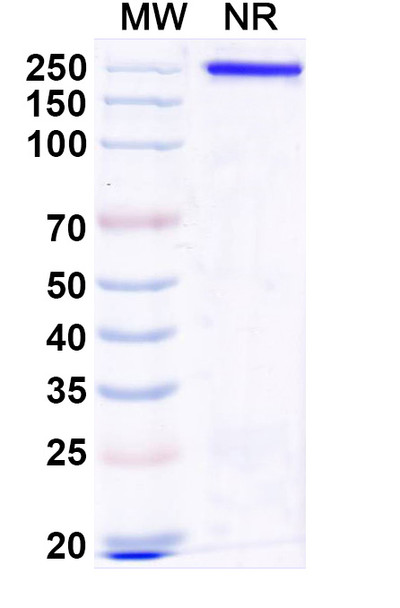 Gulgafafusp Alfa (Research-Grade) - SDS-PAGE