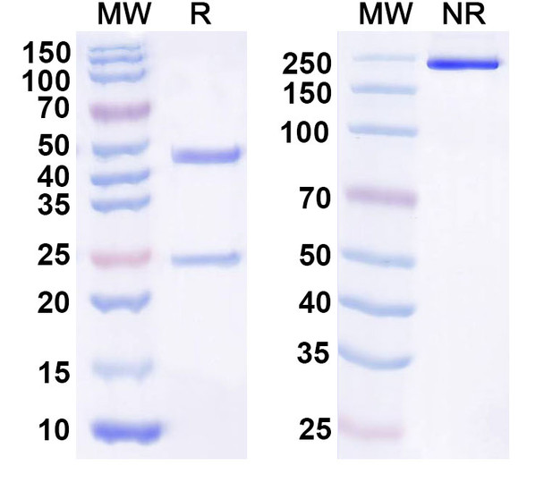 Human IL21 Antibody (NN9828) - SDS-PAGE