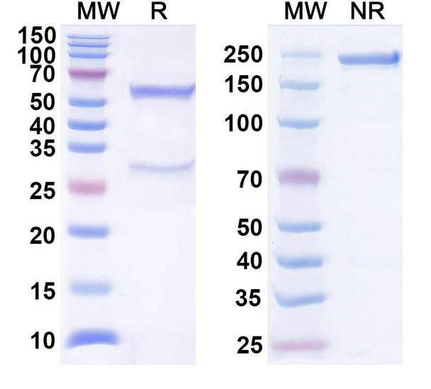 Human CD272/BTLA Antibody (22B3) - SDS-PAGE