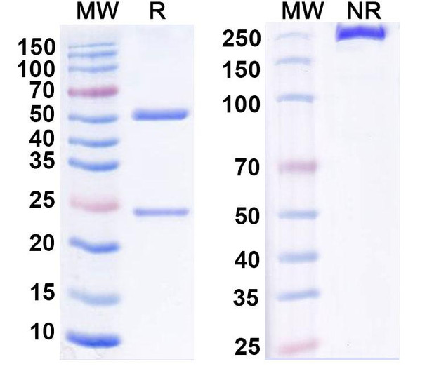 Human TNFRSF25 Antibody (PTX-35) - SDS-PAGE