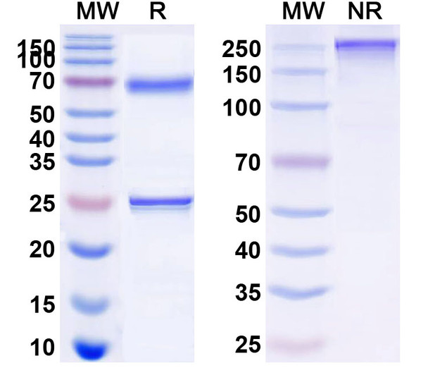 Epratuzumab Antibody - SDS-PAGE