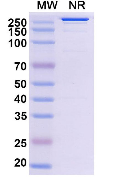 Abiprubart Antibody - SDS-PAGE