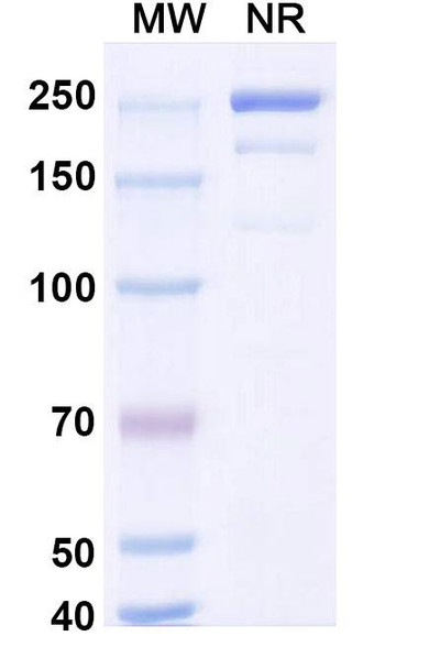 Coramitug Antibody - SDS-PAGE