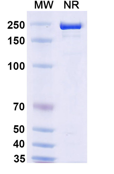 Eltrekibart Antibody - SDS-PAGE