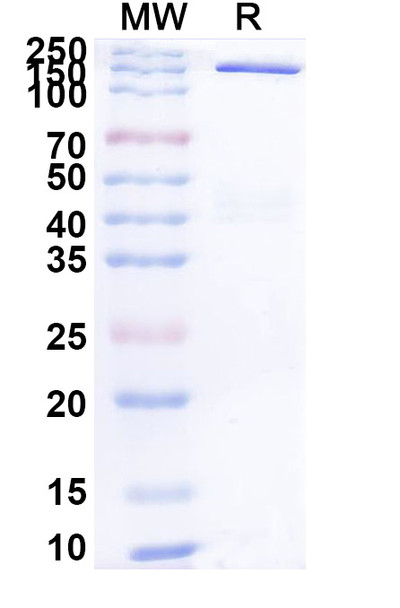 Galvokimig (Research-Grade) - SDS-PAGE