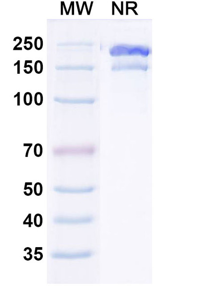 Gruticibart Antibody - SDS-PAGE