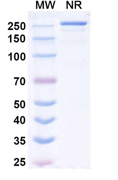Lumrotatug Antibody - SDS-PAGE