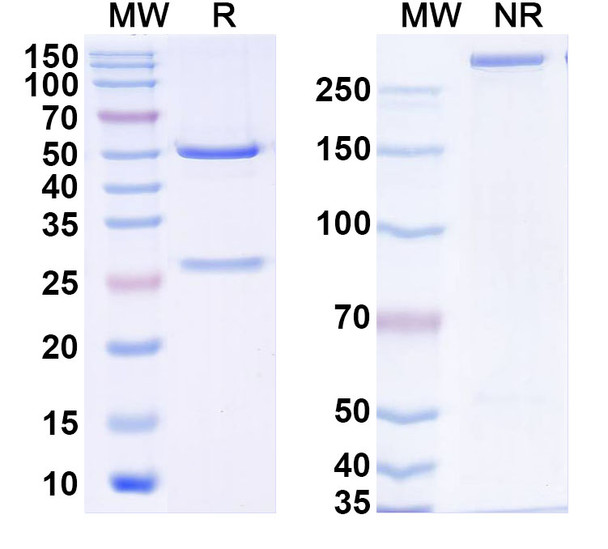 Omoprubart Antibody - SDS-PAGE
