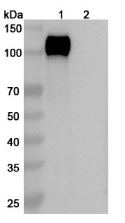 Rezetamig Antibody - WB