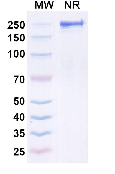 Seniprutug Antibody - SDS-PAGE