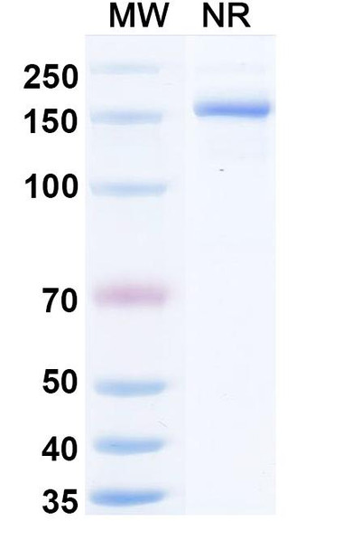 Silevimig (Research-Grade) - SDS-PAGE