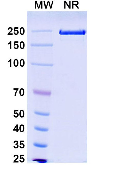 Solrikitug Antibody - SDS-PAGE