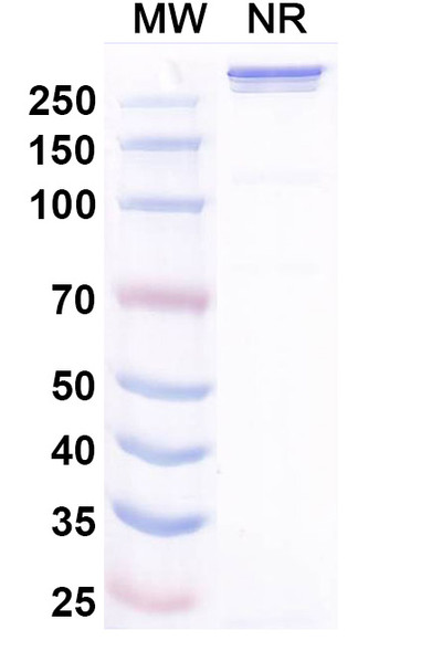 Xirestomig (Research-Grade) - SDS-PAGE
