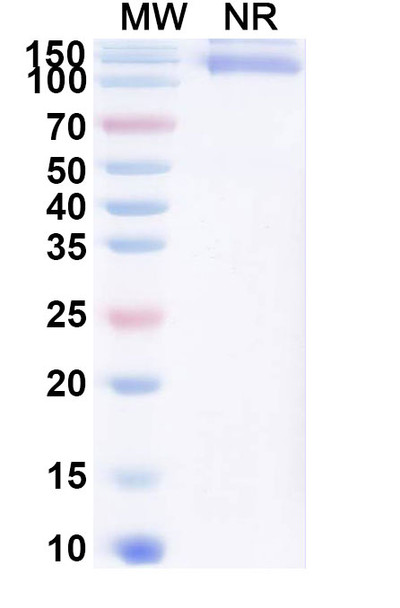 Cibotercept (Research-Grade) - SDS-PAGE