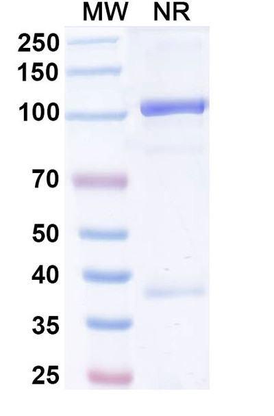 Efercoleukin Alfa (Research-Grade) - SDS-PAGE