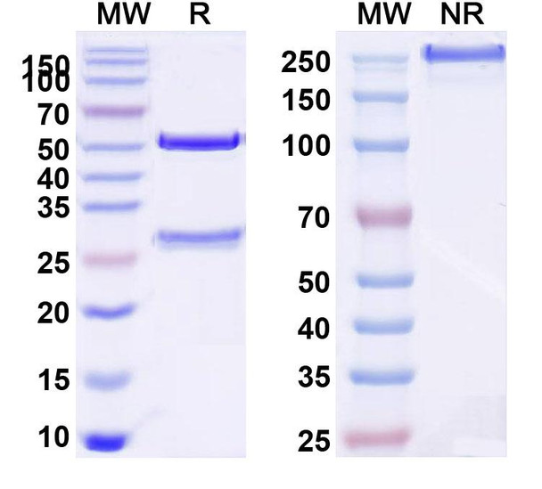 Atrosimab Antibody - SDS-PAGE