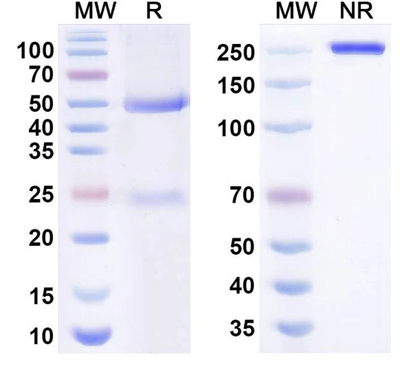 Human Gal-3/Galectin-3 Antibody (TB006) - SDS-PAGE