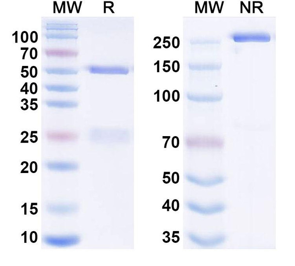 Human CD20/MS4A1 Antibody (KM3575) - SDS-PAGE